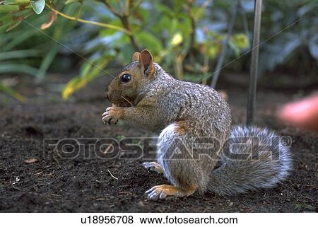 squirrel, furry, nut, eating, closeup View Large Photo Image Stock Photo - squirrel, furry, nut, eating, closeup. Fotosearch