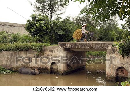 Stock Image - still, female, rice, harvested, carrying, stalk, vietnam. Fotosearch