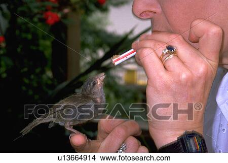 Picture - straw, female, sparrow, baby, feeding, woman. Fotosearch