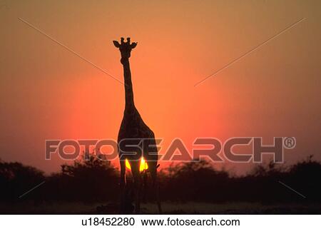 Stock Image - strong, sunset, namibia, pan, etosha, giraffe. Fotosearch
