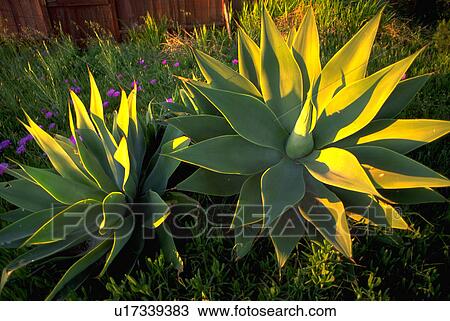 sunset, green, light, plants, succulent, sun View Large Photo Image Stock Image - sunset, green, light, plants, succulent, sun. Fotosearch