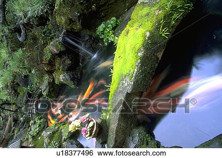 Stock Photograph - swimming, nature, carp, champion, fish, water. Fotosearch