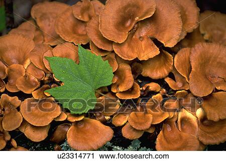 texture, forest, mushrooms, arkansas, fungus, leaf View Large Photo Image Stock Image - texture, forest, mushrooms, arkansas, fungus, leaf. Fotosearch