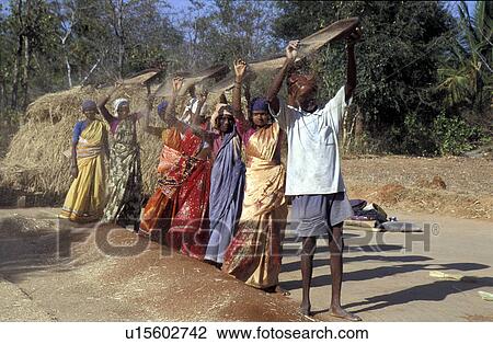 threshing, person, front, nrarayanappa, india, people View Large Photo Image Stock Image - threshing, person, front, nrarayanappa, india, people. Fotosearch