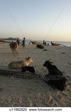 Stock Image - tourists, people, cows, india, person, beach. Fotosearch