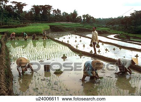 Stock Image - transplanting, indonesia, females, women, farmers, 3678. Fotosearch
