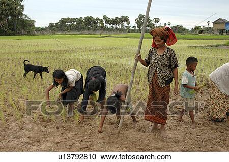 Stock Image - transplanting, people, cambodia, children, person, woman. Fotosearch