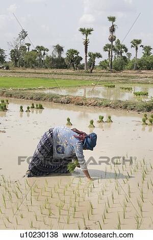 transplanting, people, farmers, cambodia, person, water View Large Photo Image Stock Photo - transplanting, people, farmers, cambodia, person, water. Fotosearch