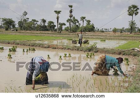 transplanting, people, farmers, cambodia, person, water View Large Photo Image Stock Photo - transplanting, people, farmers, cambodia, person, water. Fotosearch