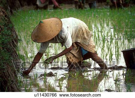 Stock Photograph - transplanting, people, indonesia, 3243, person, woman. Fotosearch