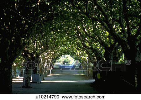 trees, vineyard, provence, road, canopy View Large Photo Image Stock Image - trees, vineyard, provence, road, canopy. Fotosearch
