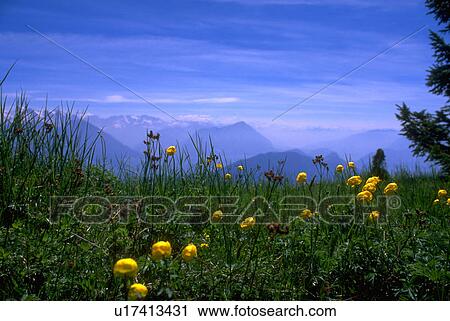 trollius, alps, flora, wildflowers, alpine, swiss View Large Photo Image Stock Image - trollius, alps, flora, wildflowers, alpine, swiss. Fotosearch