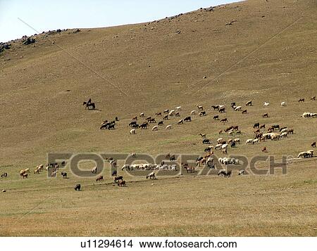 Picture - ulaan, person, cattle, sheep, mongolia, people. Fotosearch