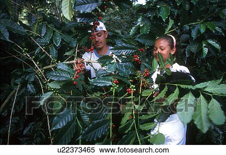 Stock Photography - venezuela, couple, 5212, person, coffee, people. Fotosearch