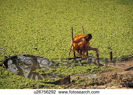 washing, person, monk, buddhist, cambodia, people View Large Photo Image Stock Image - washing, person, monk, buddhist, cambodia, people. Fotosearch