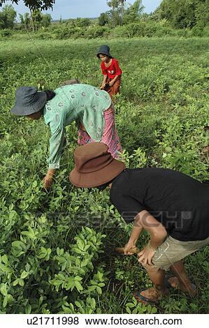 weeding, people, won, cambodia, person, family View Large Photo Image Stock Photo - weeding, people, won, cambodia, person, family. Fotosearch