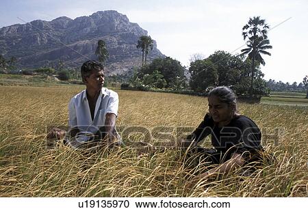 wife, person, farmer, tamari, india, people View Large Photo Image Stock Image - wife, person, farmer, tamari, india, people. Fotosearch