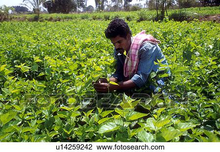 working, person, 30, venkateshappa, india, people View Large Photo Image Stock Image - working, person, 30, venkateshappa, india, people. Fotosearch