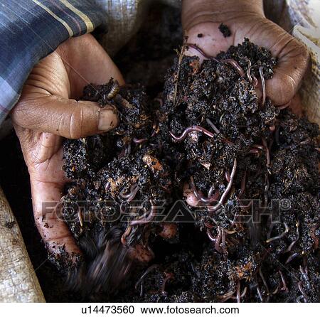 Stock Image - worm, pattern, salvador, person, nature, people. Fotosearch