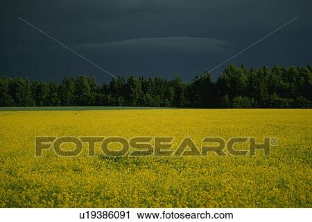 Stock Image - yellow, contrasts, flowers, field, bright. Fotosearch
