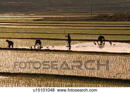 agriculture, farmers, farming, china, southern, rice View Large Photo Image Stock Photo - agriculture, farmers, farming, china, southern, rice. Fotosearch