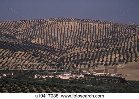 Stock Photo - agriculture, olive, europe, spain, fields, countryside. Fotosearch
