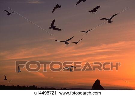Stock Image - alameda, kind, segals, sunset, people. Fotosearch