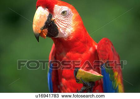 amazon, beauty, watermelon, eatting, macaw, food View Large Photo Image Stock Image - amazon, beauty, watermelon, eatting, macaw, food. Fotosearch