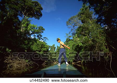 amazon, ecuador, forest, rain, boatman View Large Photo Image Stock Image - amazon, ecuador, forest, rain, boatman. Fotosearch