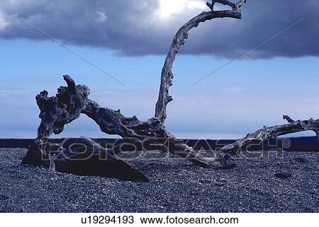 Stock Image - america, galapagos, latin, ecuador, islands, driftwood. Fotosearch