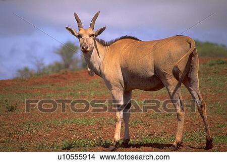 Picture - antelope, cape, oryx, taurotragus, eland, female. Fotosearch