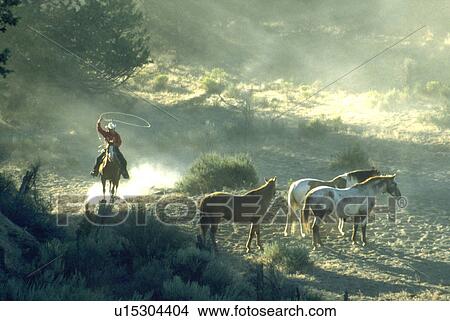 Picture - approaching, pinto, rest, horses, bay, appaloosa. Fotosearch
