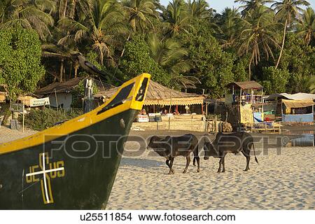 Picture - arambol, people, cows, india, person, beach. Fotosearch
