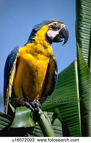banana, yellow, perches, parrot, blue, bright View Large Photo Image Stock Image - banana, yellow, perches, parrot, blue, bright. Fotosearch