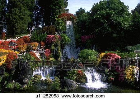 banked, flowers, chrysanthemums, multicolored, blossoms, flora View Large Photo Image Stock Photo - banked, flowers, chrysanthemums, multicolored, blossoms, flora. Fotosearch