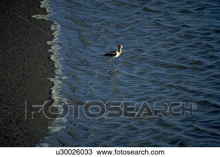 Stock Image - beak, bird, tide, ocean, walking, water. Fotosearch