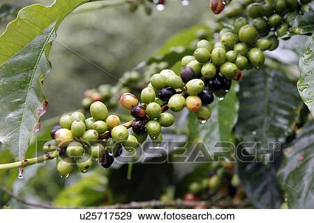 Stock Photo - beans, nature, venezuela, texture, coffee, pattern. Fotosearch