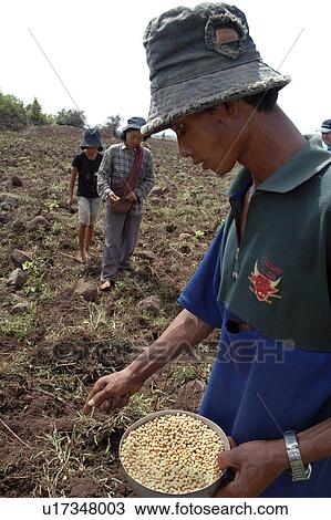 beans, person, soy, planting, cambodia, people View Large Photo Image Stock Image - beans, person, soy, planting, cambodia, people. Fotosearch
