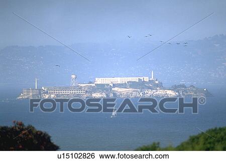 birds, sailing, island, alcatraz, front, sailboat View Large Photo Image Stock Photograph - birds, sailing, island, alcatraz, front, sailboat. Fotosearch