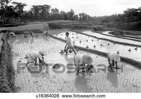 black, planting, farming, white, 392 View Large Photo Image Stock Photo - black, planting, farming, white, 392. Fotosearch