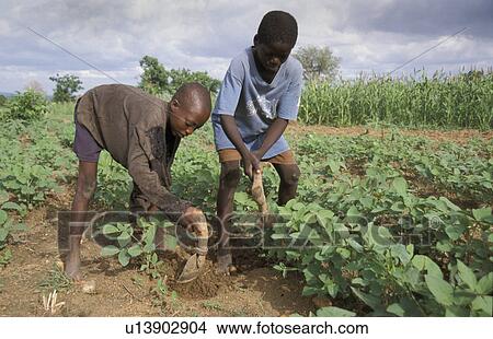 bolgatanga, person, bongo, boys, ghana, people View Large Photo Image Picture - bolgatanga, person, bongo, boys, ghana, people. Fotosearch