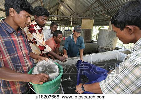 Stock Photography - buying, person, farmers, bangladesh, fish, people. Fotosearch