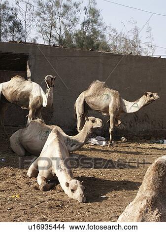 Picture - cairo, person, market, camel, egypt, people. Fotosearch