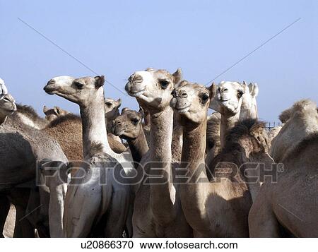 Stock Image - cairo, person, market, camel, egypt, people. Fotosearch