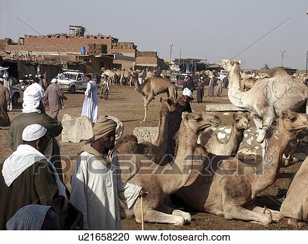 Stock Image - cairo, person, market, camel, egypt, people. Fotosearch