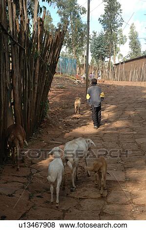 called, person, area, slum, ethiopia, people View Large Photo Image Stock Photo - called, person, area, slum, ethiopia, people. Fotosearch