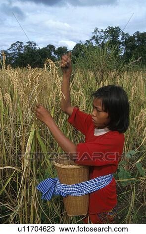 cambodia, girl, 5504, women, person, people View Large Photo Image Stock Image - cambodia, girl, 5504, women, person, people. Fotosearch
