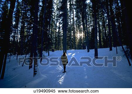 Stock Photography - canadian, winter, trees, through, hiking, person. Fotosearch