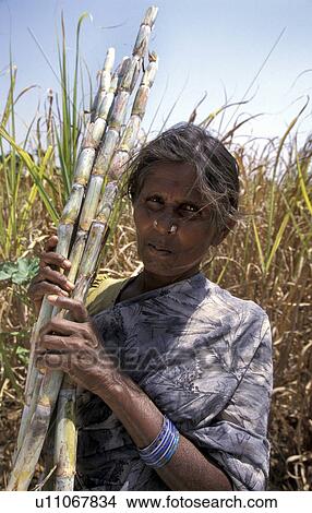 Picture - cane, person, sugar, 40, india, people. Fotosearch