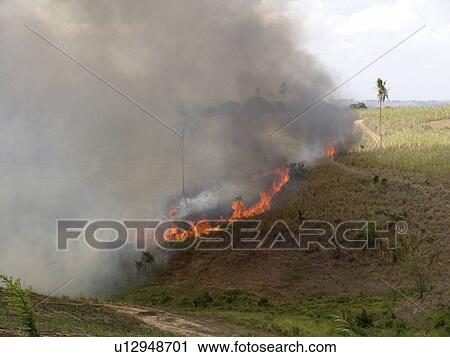 Stock Image - cane, person, sugar, burning, brazil, people. Fotosearch